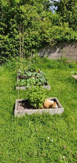 Picture of a raised bed with a cat in it and plants